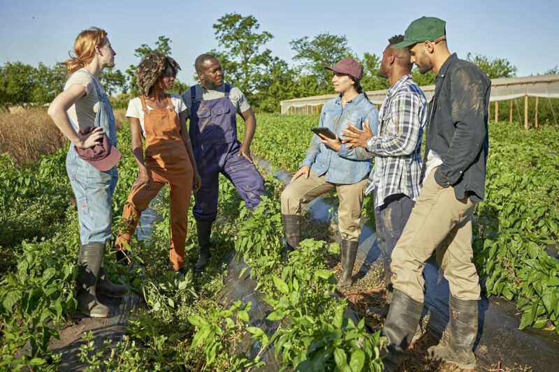 Travailleurs occasionnels agricoles : une exonération de cotisations plus généreuse