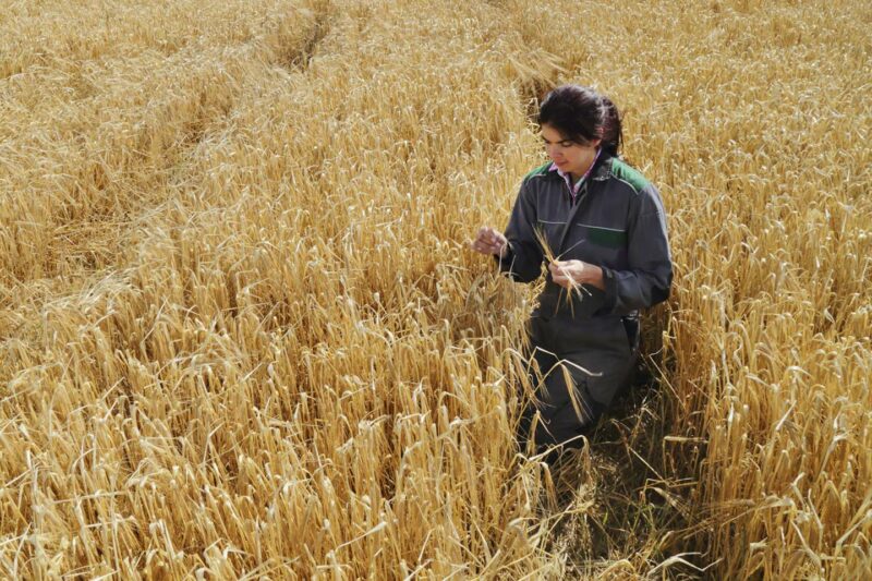 La transmission des exploitations agricoles est encouragée