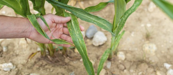 Sécheresse : un plan d’urgence pour soutenir les agriculteurs