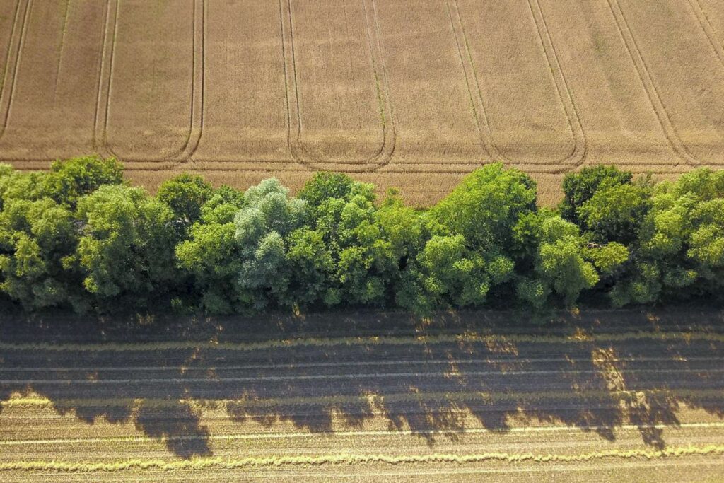 Destruction de haies : la nouvelle procédure à suivre